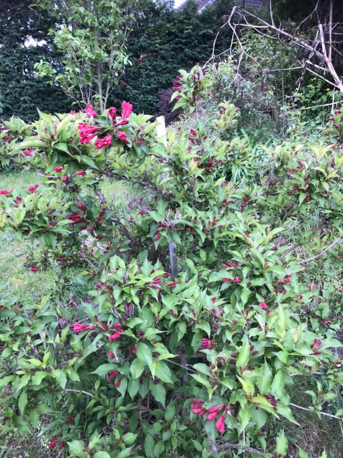 Appart Les Cerises Entre Strasbourg Et Haguenau Bischwiller Exteriör bild