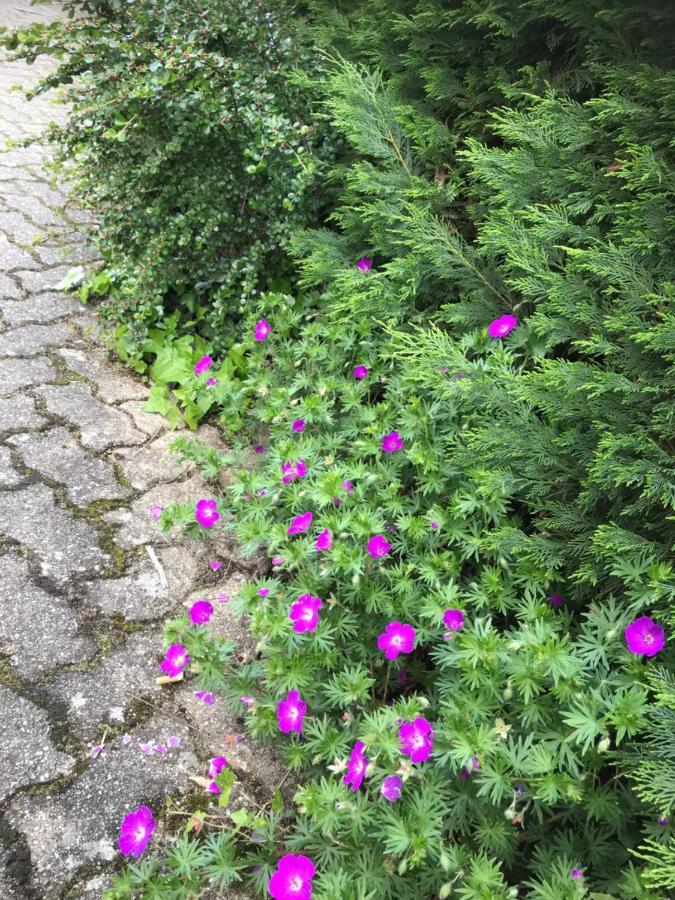 Appart Les Cerises Entre Strasbourg Et Haguenau Bischwiller Exteriör bild